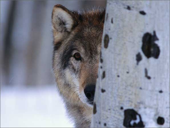 Colorado Wildlife